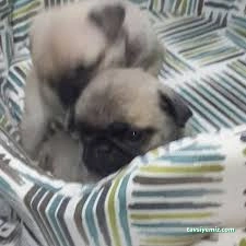 Mutlu Patiler Petshop