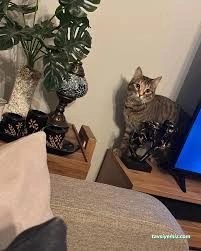 Mutlu Patiler Petshop