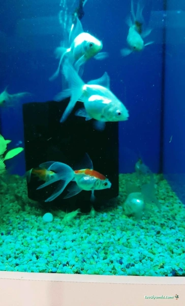 My Jumbo Petshop ( Alo Mama )