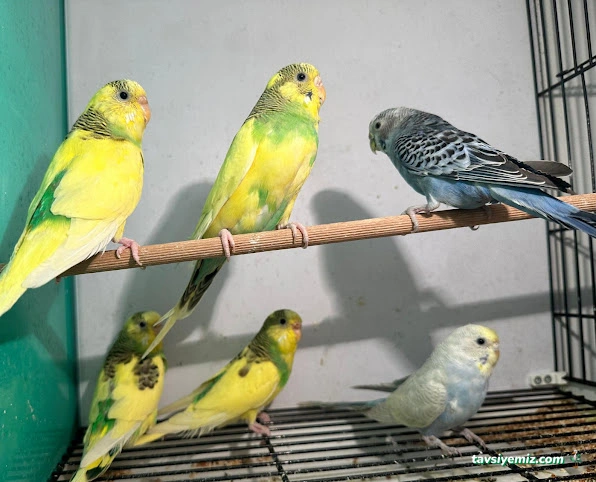 My Jumbo Petshop ( Alo Mama )