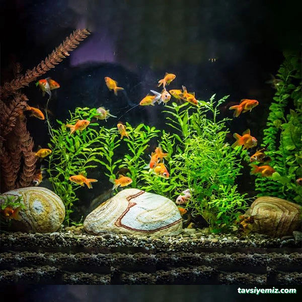 Nehir Pet Shop Ve Akvaryum