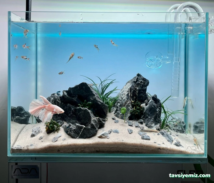 Nehir Pet Shop Ve Akvaryum