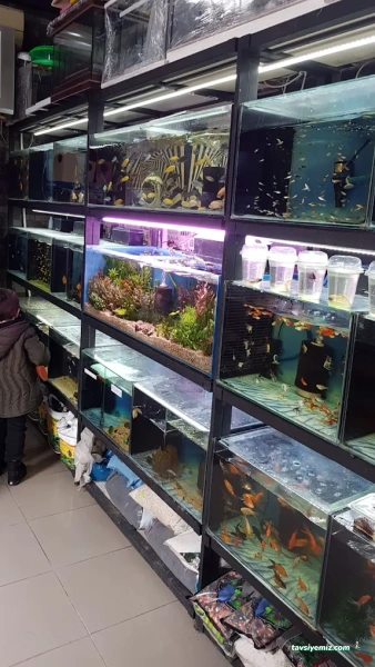 Nemo Pet Shop