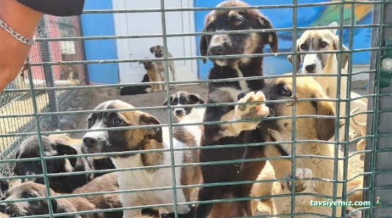 Nevsehir Belediyesi Hayvan Barınağı