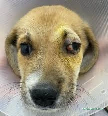 Niğde Pet Plus Veteriner Kliniği