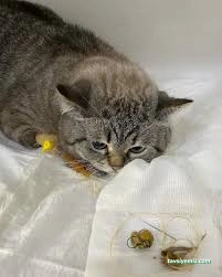 Niğde Pet Plus Veteriner Kliniği