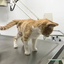 Niğde Pet Plus Veteriner Kliniği