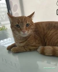 Niğde Pet Plus Veteriner Kliniği