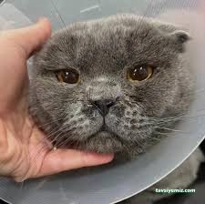 Niğde Pet Plus Veteriner Kliniği