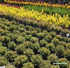 Nova Fidancılık Bitki Market