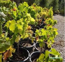 Nova Fidancılık Bitki Market