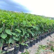 Nova Fidancılık Bitki Market