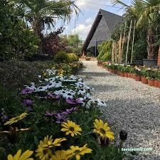 Nova Fidancılık Bitki Market