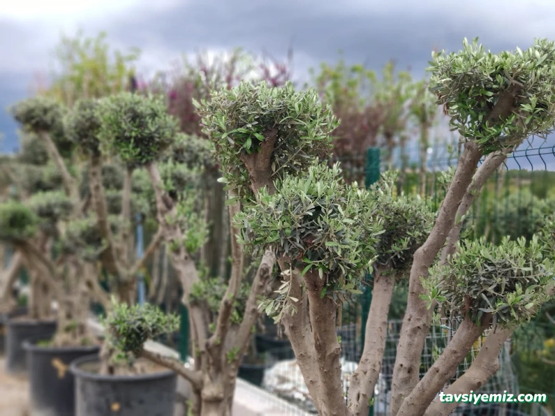 Nova Peyzaj Proje & Bitki Market