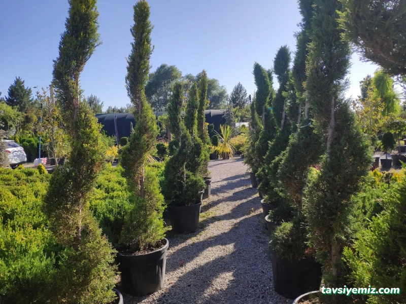 Nova Peyzaj Proje & Bitki Market