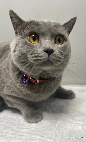 Nuhun Gemisi Veteriner Kliniği