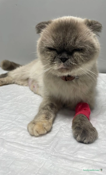 Nuhun Gemisi Veteriner Kliniği