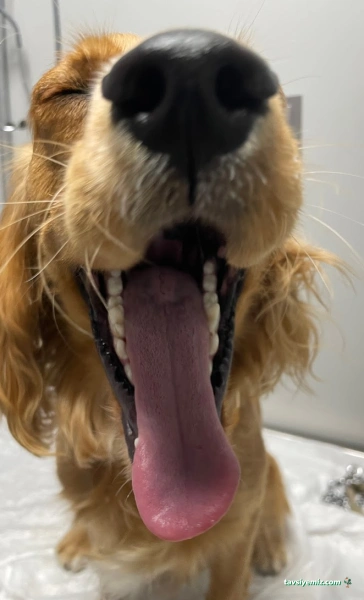 Nuhun Gemisi Veteriner Kliniği