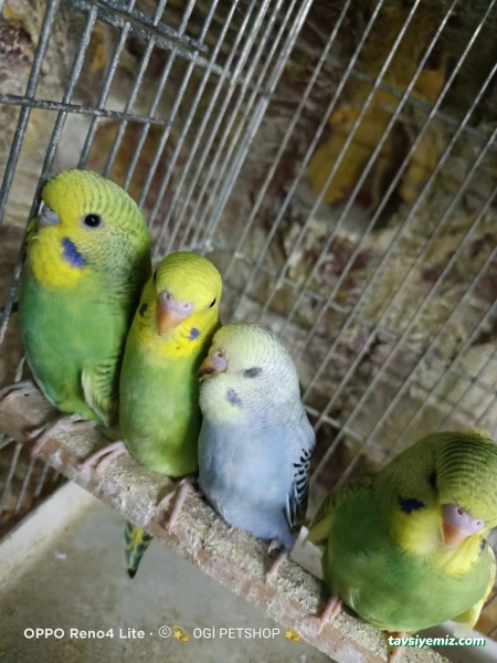 Ogi Petshop & Akvaryum