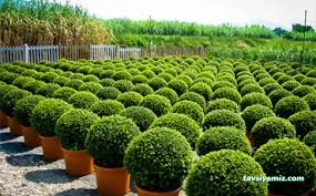 Oklu Peyzaj Ve Fidancılık