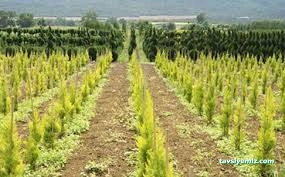 Oklu Peyzaj Ve Fidancılık