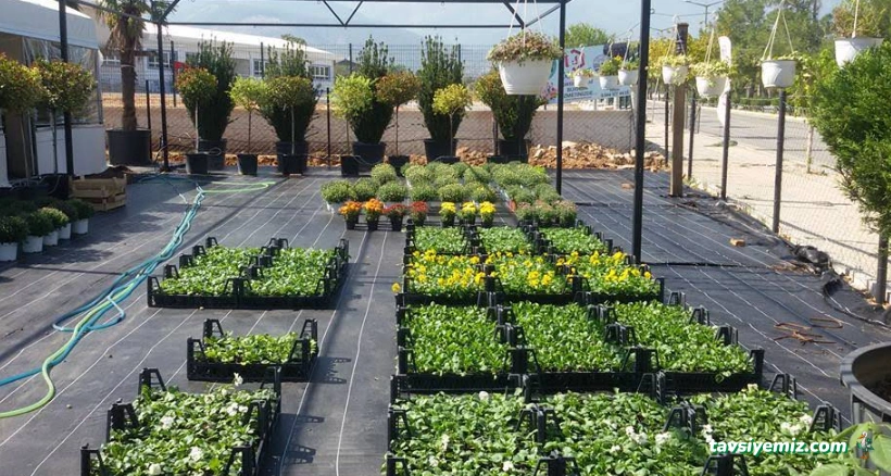 Oklu Peyzaj Ve Fidancılık