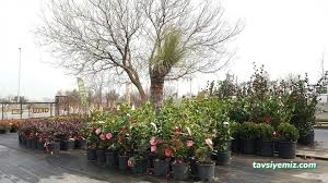 Oklu Peyzaj Ve Fidancılık