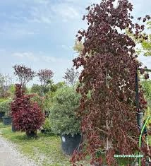 Oklu Peyzaj Ve Fidancılık