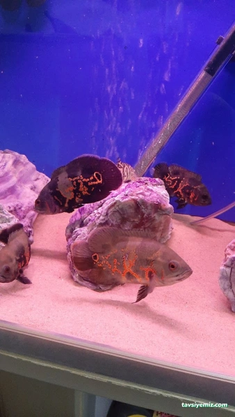 Okyanus Pet Akuaristik