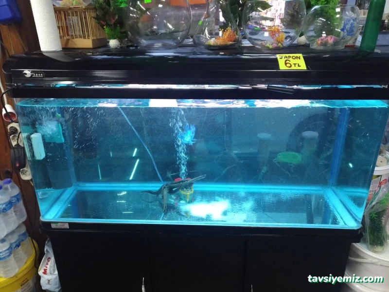 Okyanus Pet Akuaristik