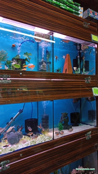 Okyanus Pet Akuaristik