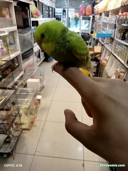 Okyanus Petshop