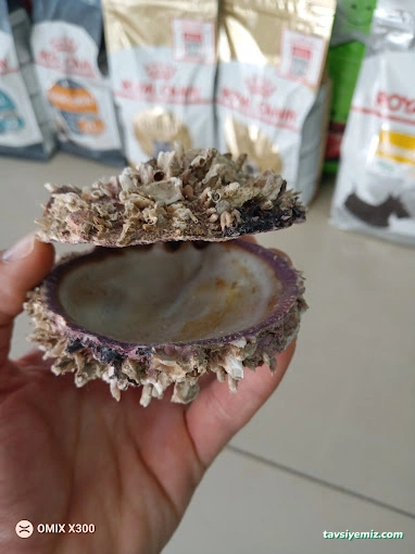 Öncel Akvaryum Petshop