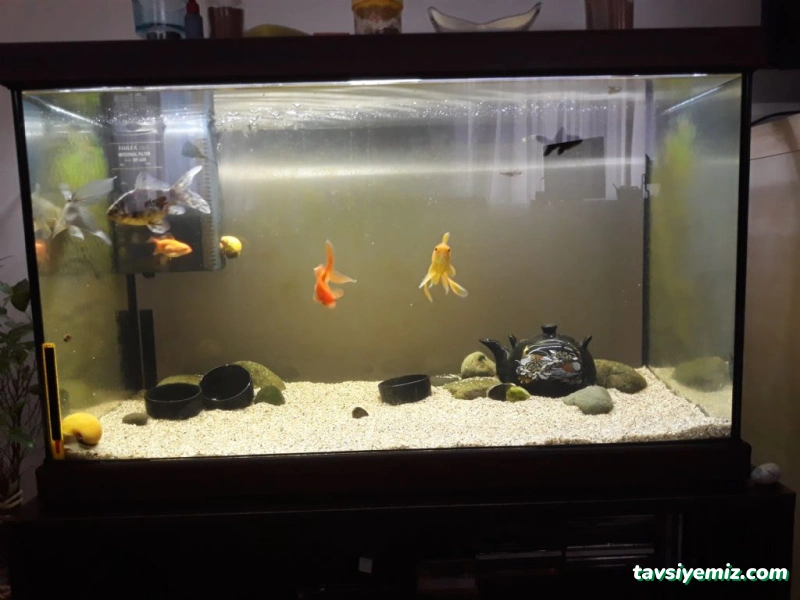 Öncel Akvaryum Petshop