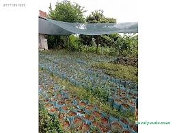 Ordu Sera Botanik Market