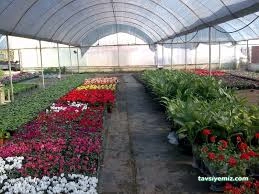 Ordu Sera Botanik Market