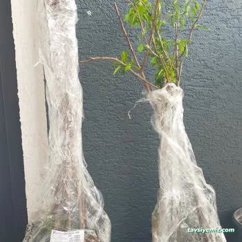 Ordu Sera Botanik Market