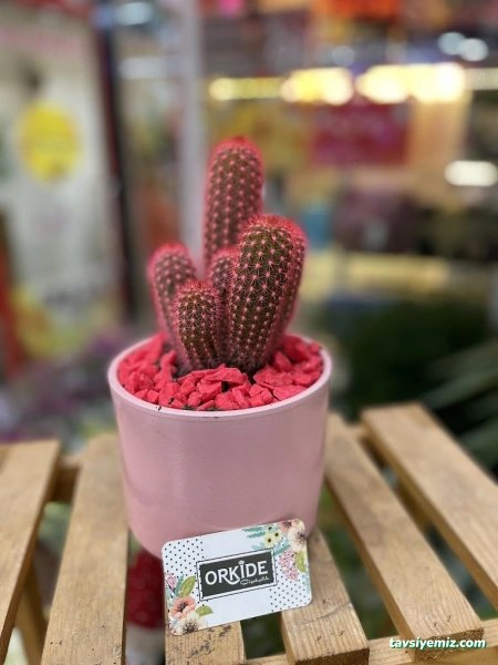 Orkide Çiçekçilik