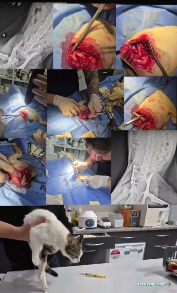 Ortaca Güneybatı Veteriner Kliniği