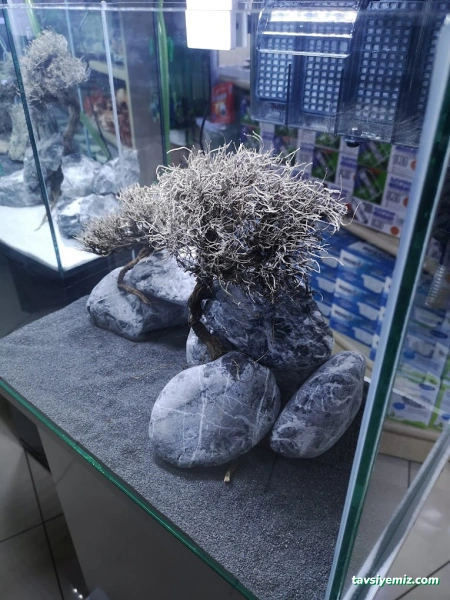 Ortadoğu Akvaryum Ve Pet Shop