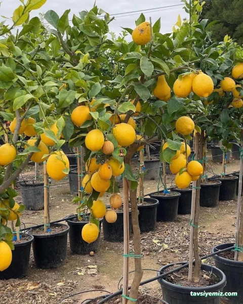 Öz Aker Çiçekcilik & Fidancılık Ve Peyzaj