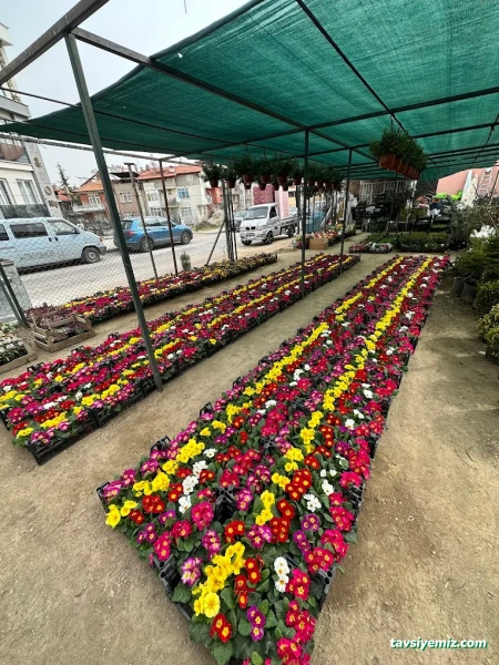 Öz Aker Çiçekcilik & Fidancılık Ve Peyzaj