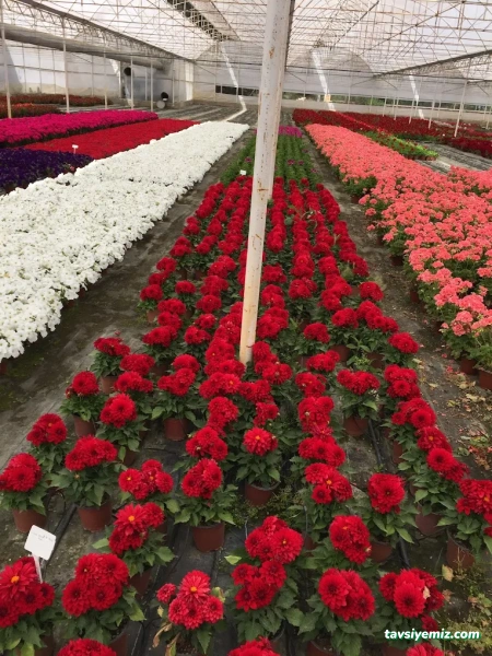 Öz Aker Çiçekcilik & Fidancılık Ve Peyzaj