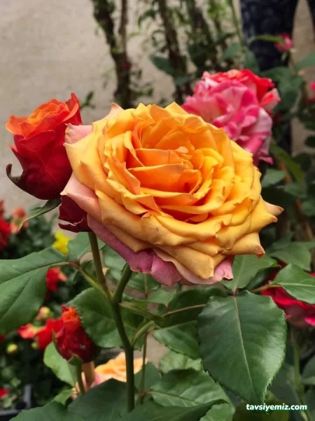 Öz Aker Çiçekcilik & Fidancılık Ve Peyzaj