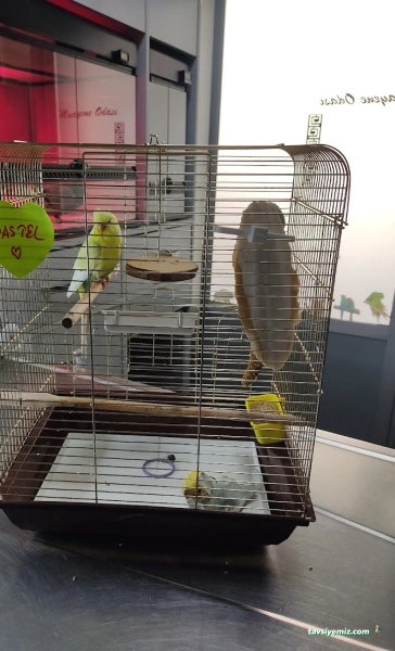 Öz-Vet Kuş Veteriner Kliniği Hizmette 33.Yıl