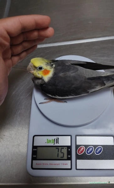 Öz-Vet Kuş Veteriner Kliniği Hizmette 33.Yıl