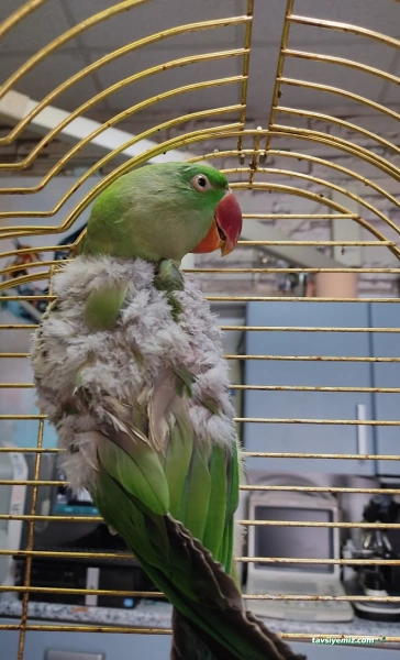 Öz-Vet Kuş Veteriner Kliniği Hizmette 33.Yıl