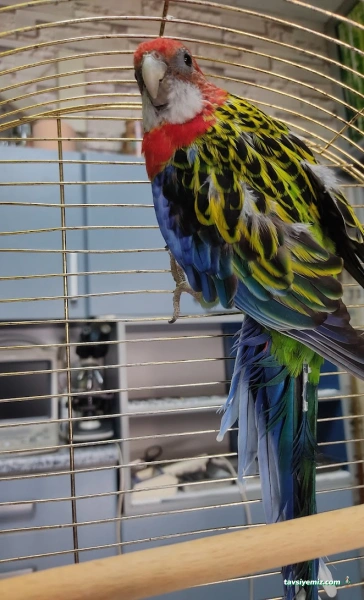 Öz-Vet Kuş Veteriner Kliniği Hizmette 33.Yıl