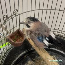 Özel Denizli Hayvan Hastanesi