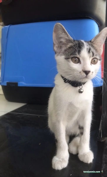 Özel Şahinbey Veteriner Kliniği